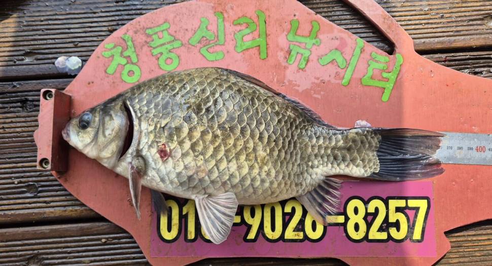 청풍신리낚시터 주말조황입니다 (조황조행기 - 충주호조황속보)