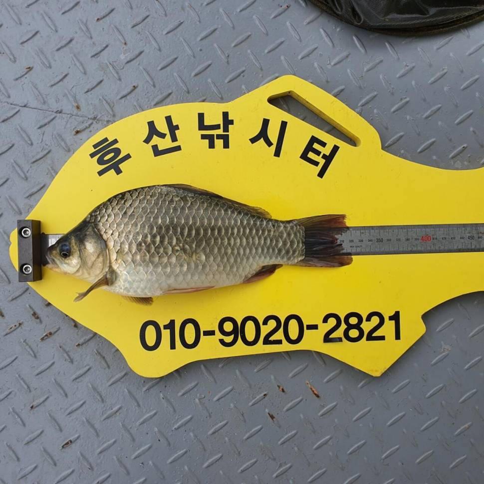 후산낚시터 조황 안내 입니다 (조황조행기 - 충주호조황속보)