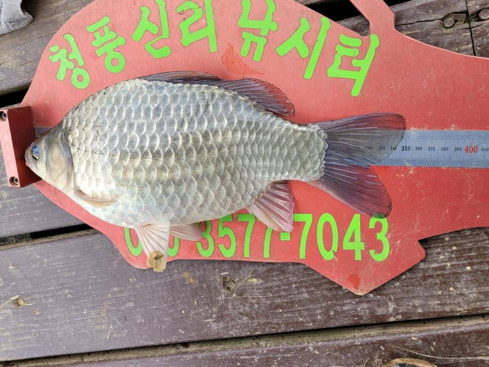청풍신리낚시터 허리급조황정보입니다 (조황조행기 - 충주호조황속보)