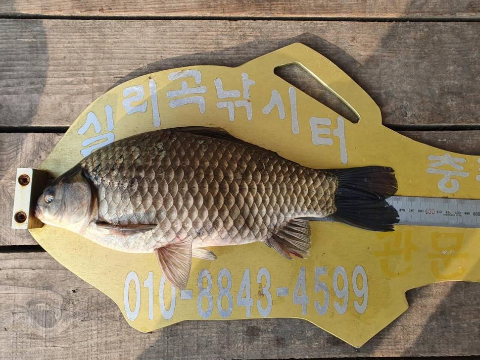 실리곡낚시터 4짜허리급 조황입니다 (조황조행기 - 충주호조황속보)