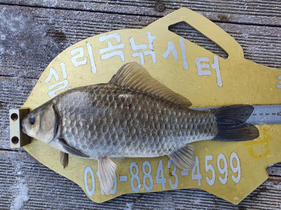 실리곡낚시터 허리급 조황입니다 (조황조행기 - 충주호조황속보)