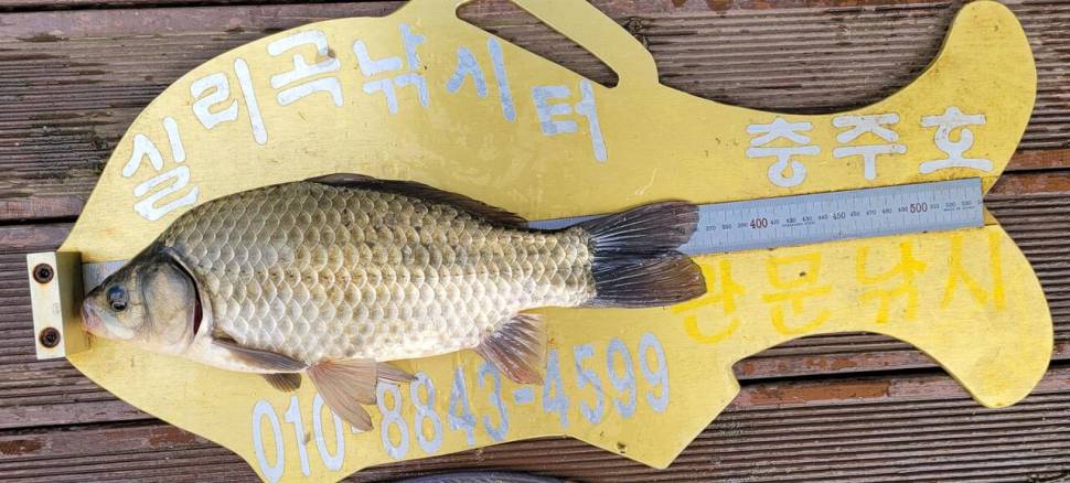 실리곡낚시터 허리급 조황입니다 (조황조행기 - 충주호조황속보)