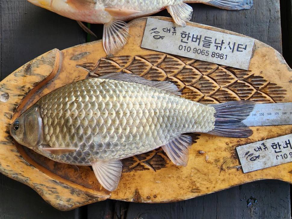 청풍 한버들 허릿급 조황입니다 (조황조행기 - 충주호조황속보)