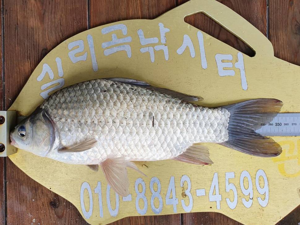 실리곡낚시터 허리급 조황입니다 (조황조행기 - 충주호조황속보)