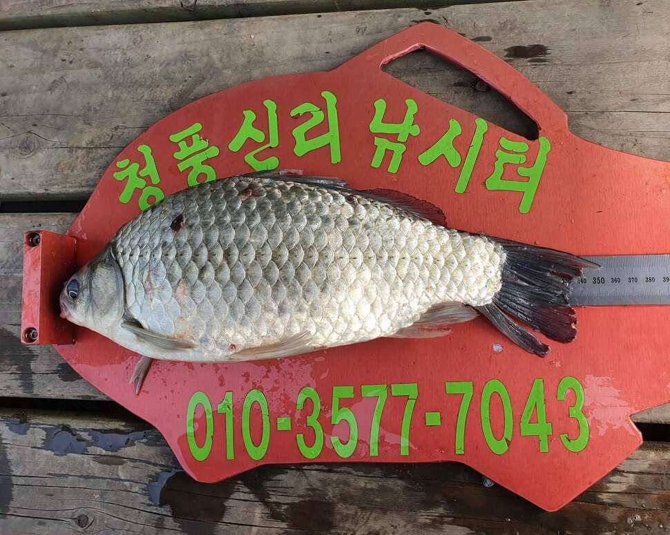 청풍신리낚시터 허리급입니다 (조황조행기 - 충주호조황속보)