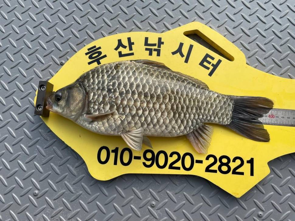 후산낚시터 조황 안내 입니다 (조황조행기 - 충주호조황속보)
