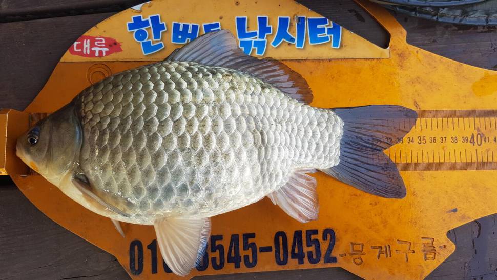 청풍 한버들 낚시터 4짜포함 허릿급 조황입니다 (조황조행기 - 충주호조황속보)