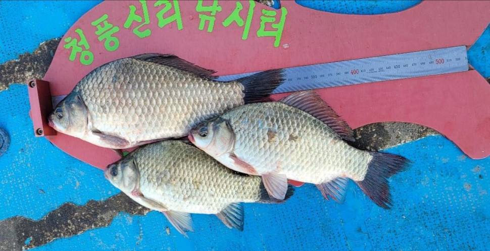 청풍신리낚시터 허리급 조황입니다 (조황조행기 - 충주호조황속보)