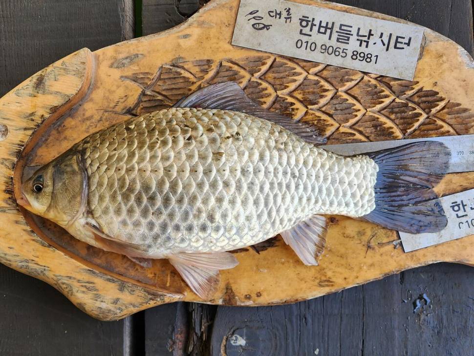 청풍 한버들 허릿급 조황입니다 (조황조행기 - 충주호조황속보)