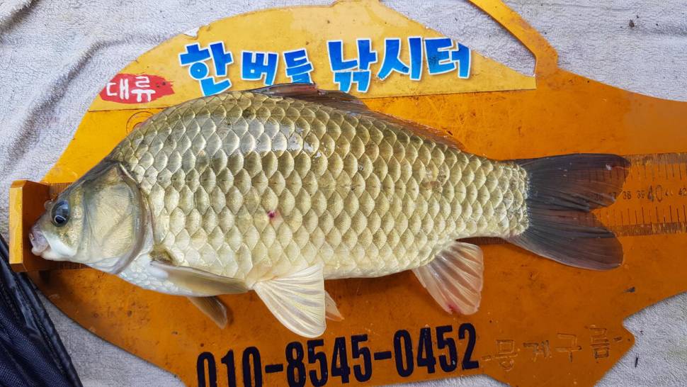 한버들 4짜 포함 허릿급 조황입니다 (조황조행기 - 충주호조황속보)