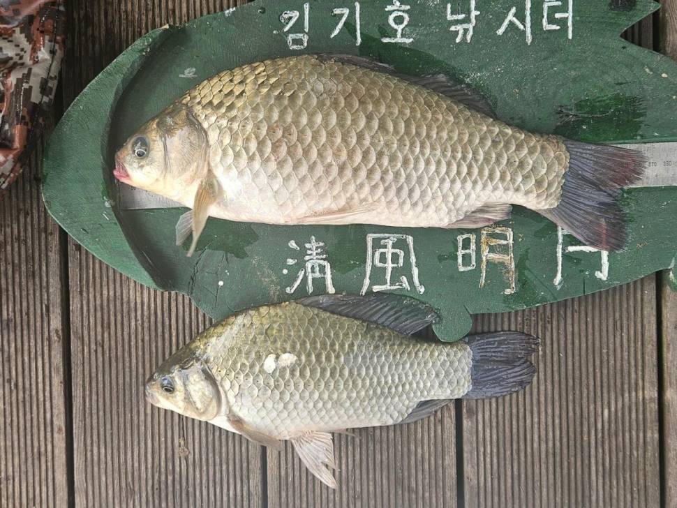 용곡 김기호 낚시터 조황정보 입니다 (조황조행기 - 충주호조황속보)