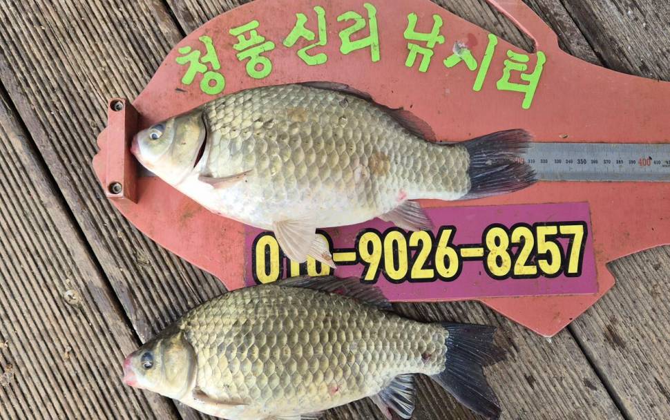 청풍신리낚시터 주말조황입니다 (조황조행기 - 충주호조황속보)