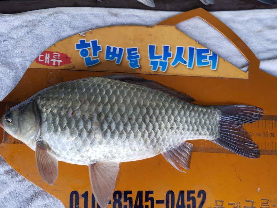 한버들 조황입니다 (조황조행기 - 충주호조황속보)