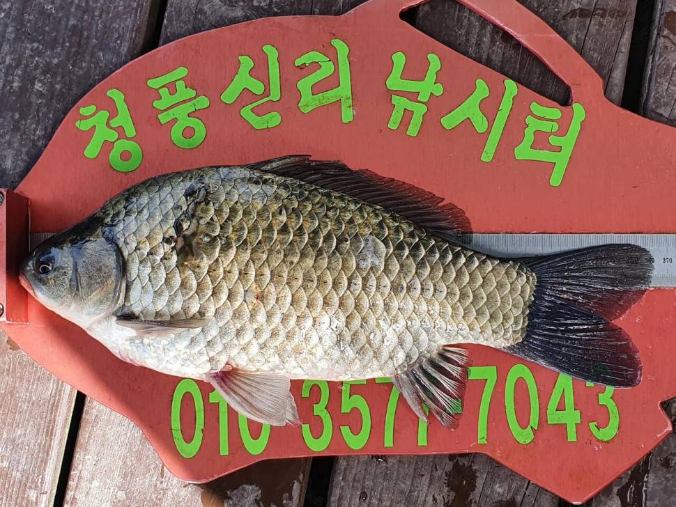 청풍신리낚시터 42cm조황입니다 (조황조행기 - 충주호조황속보)