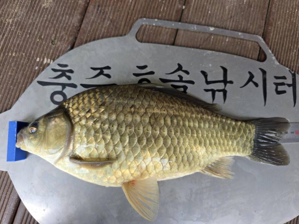 솔낚시터 조황 소식입니다 (조황조행기 - 충주호조황속보)