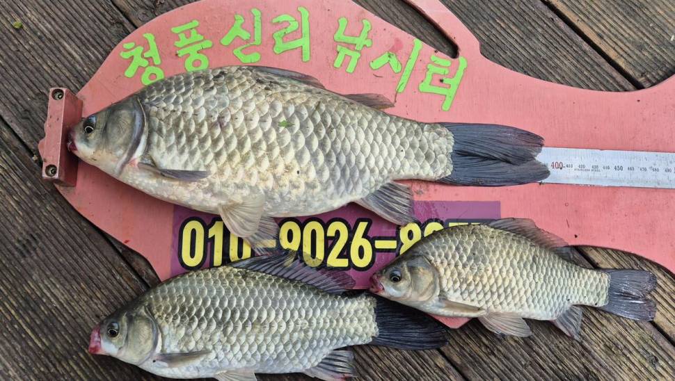 청풍신리낚시터 조황입니다 (조황조행기 - 충주호조황속보)