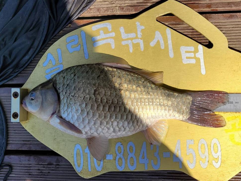 실리곡낚시터 허리급외 월척마릿수 조황입니다 (조황조행기 - 충주호조황속보)