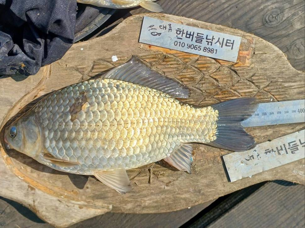 청풍 한버들 조황입니다 (조황조행기 - 충주호조황속보)