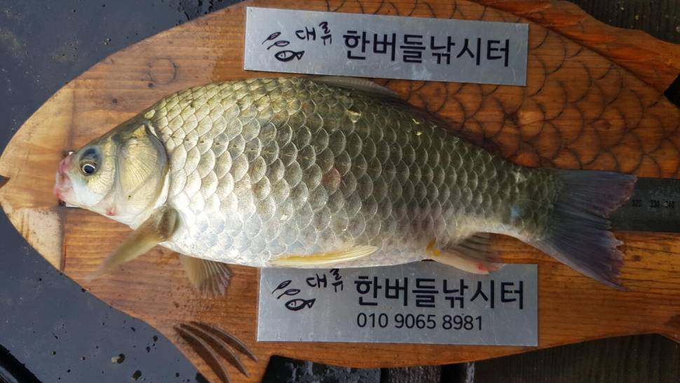 한버들 조황입니다 (조황조행기 - 충주호조황속보)