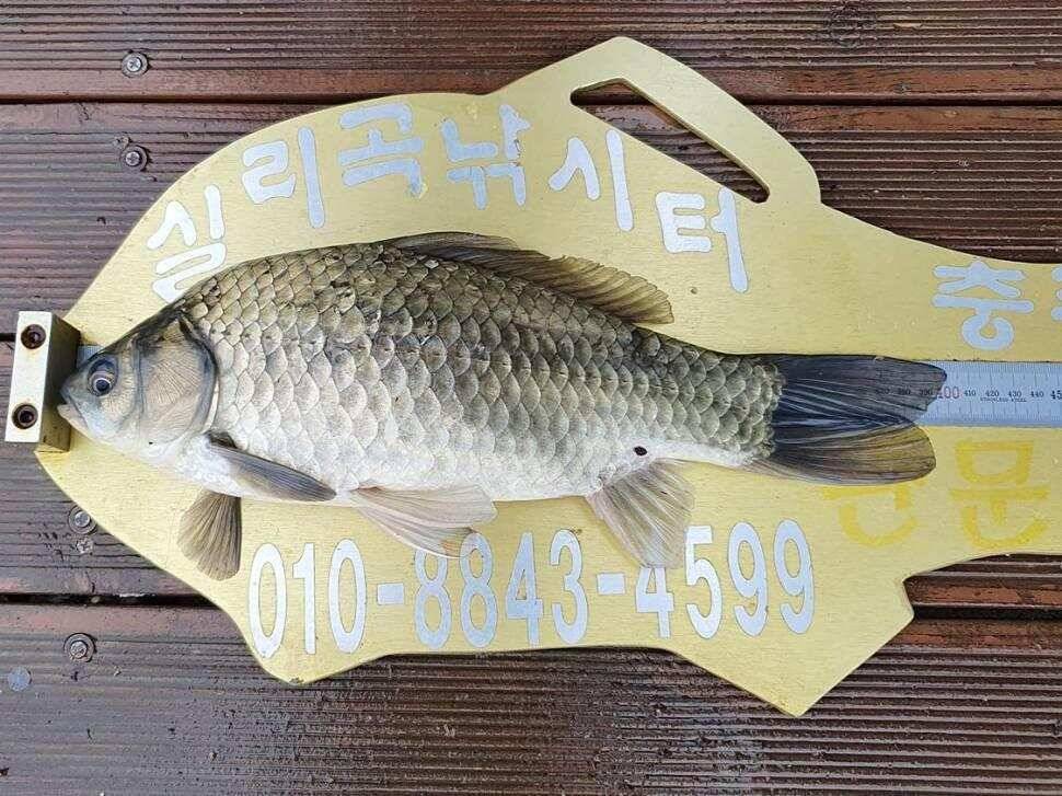실리곡낚시터 4짜2수허리급 조황정보 (조황조행기 - 충주호조황속보)