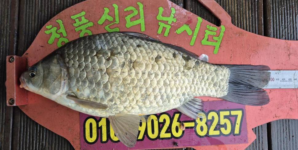청풍신리낚시터 주말조황입니다 (조황조행기 - 충주호조황속보)