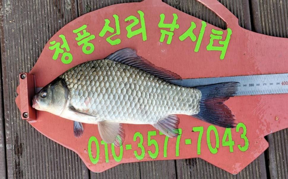 청풍신리낚시터 조황정보입니다 (조황조행기 - 충주호조황속보)