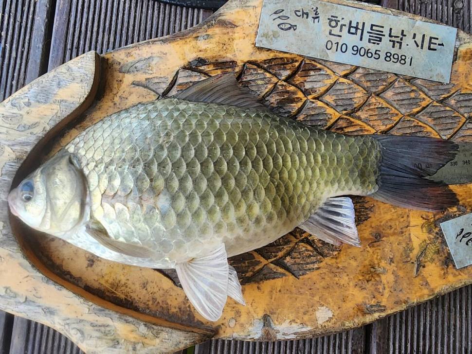 청풍 한버들 허릿급 조황입니다 (조황조행기 - 충주호조황속보)