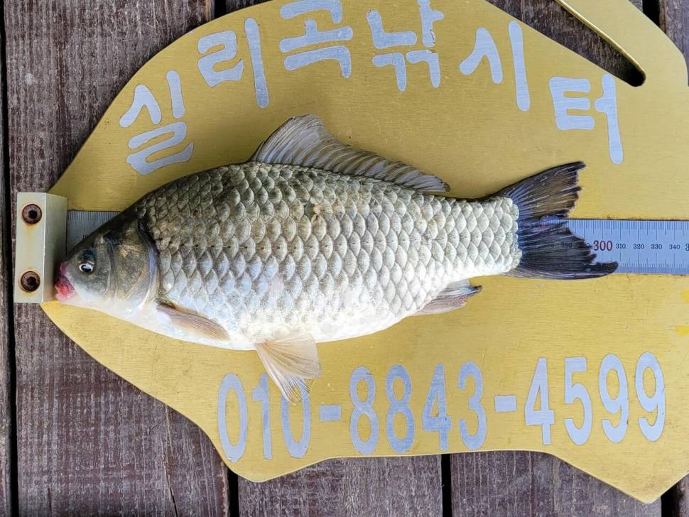 실리곡낚시터 조황입니다 (조황조행기 - 충주호조황속보)