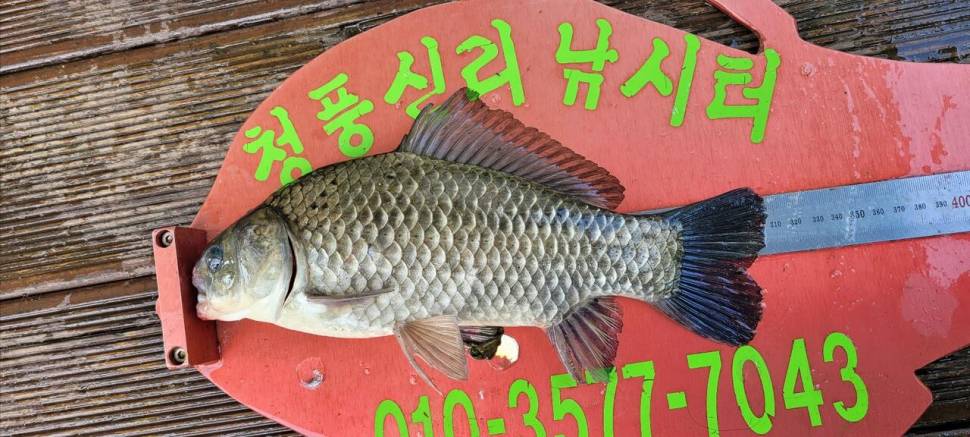 청풍신리낚시터 허리급 조황입니다 (조황조행기 - 충주호조황속보)