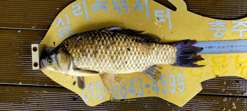 실리곡낚시터 허리급 조황입니다 (조황조행기 - 충주호조황속보)