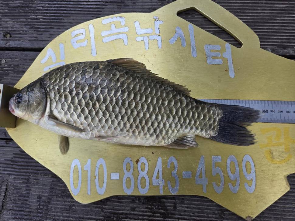 청풍 실리곡낚시터 조황입니다 (조황조행기 - 충주호조황속보)