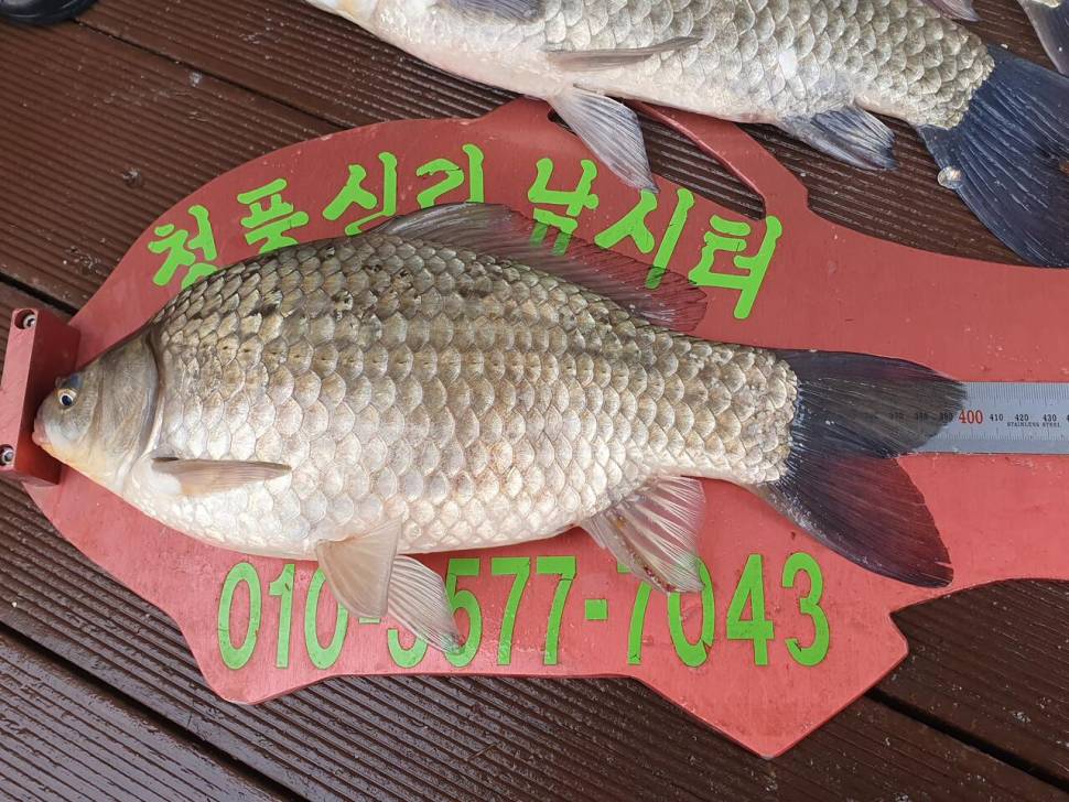 청풍신리낚시터 42cm외 4짜 3수 대박조황입니다 (조황조행기 - 충주호조황속보)
