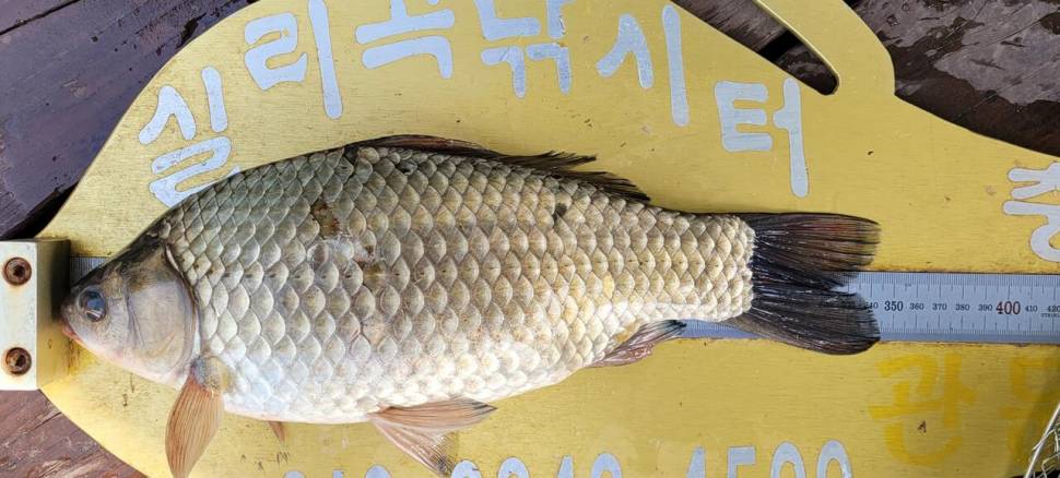 실리곡낚시터 434cm 415cm 4짜 조황입니다 (조황조행기 - 충주호조황속보)