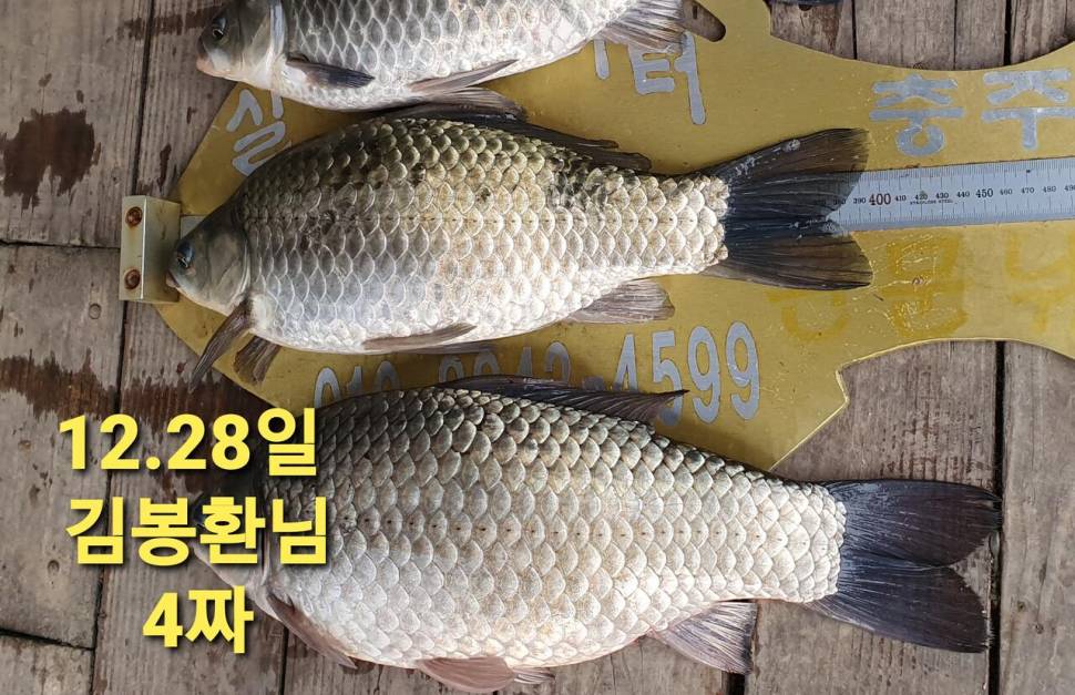 실리곡낚시터 44cm 대물 조황입니다 (조황조행기 - 충주호조황속보)