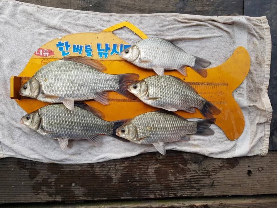 청풍호 한버들 4짜포함 월척급 마릿수 조황입니다 (조황조행기 - 충주호조황속보)