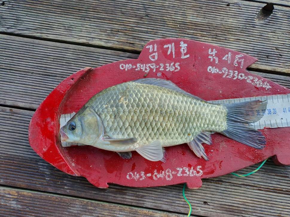 용곡 김기호 낚시터 조황정보 입니다 (조황조행기 - 충주호조황속보)