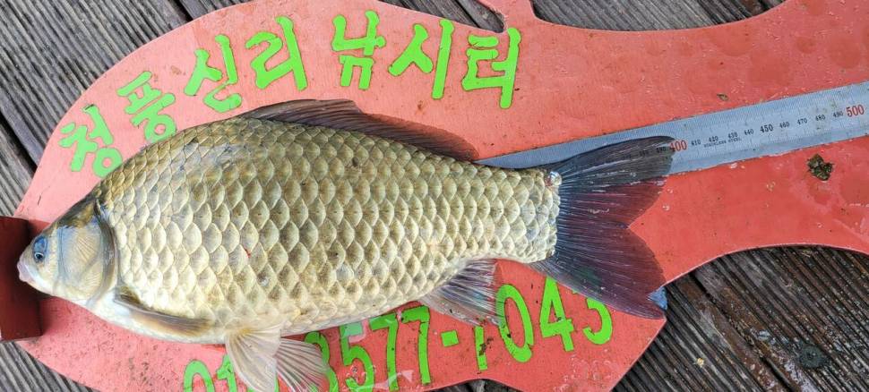 청풍신리낚시터 4짜 조황입니다 (조황조행기 - 충주호조황속보)