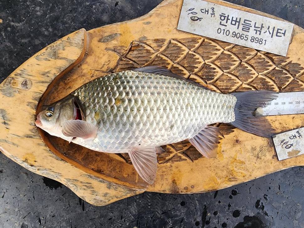 청풍 한버들 허릿급및 월척 조황입니다 (조황조행기 - 충주호조황속보)