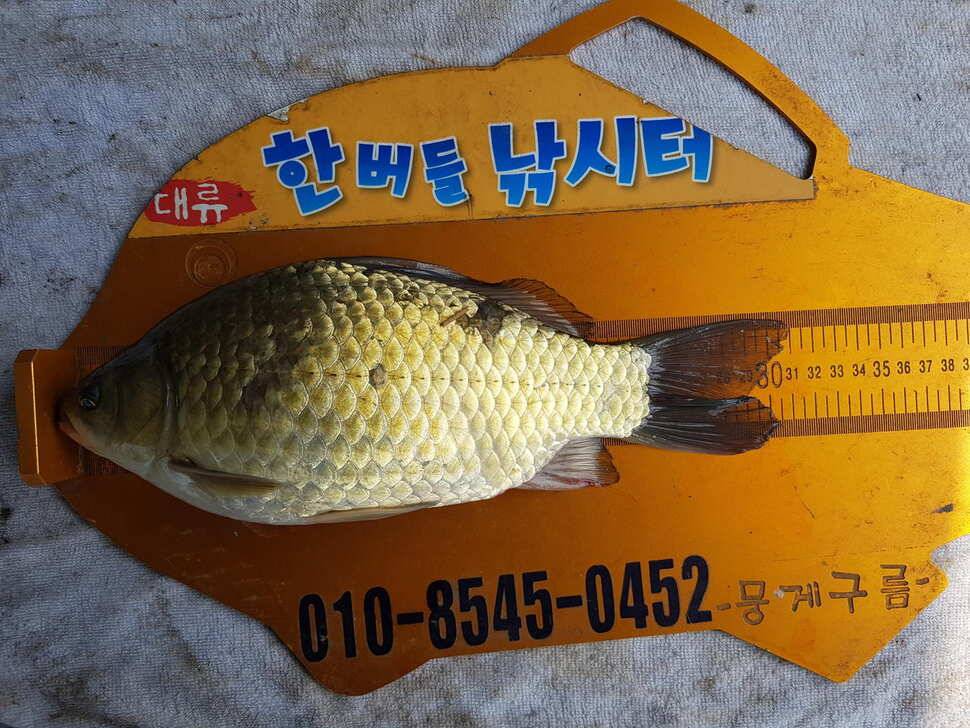 청풍 한버들 낚시터 4짜포함 허릿급 조황입니다 (조황조행기 - 충주호조황속보)