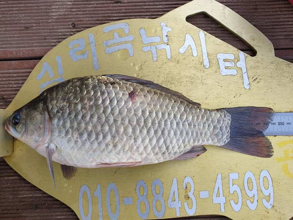 실리곡낚시터 4짜허리급 조황입니다 (조황조행기 - 충주호조황속보)