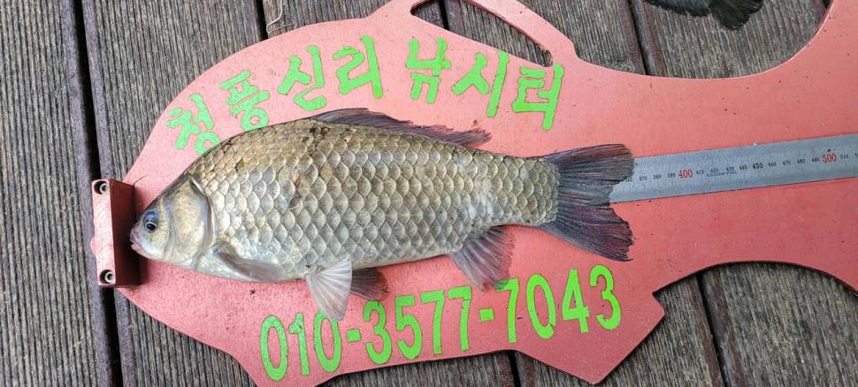 청풍신리낚시터 허리급 조황입니다 (조황조행기 - 충주호조황속보)