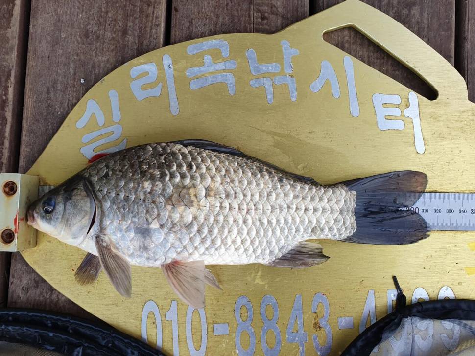 실리곡낚시터 425cm4짜 조황입니다 (조황조행기 - 충주호조황속보)