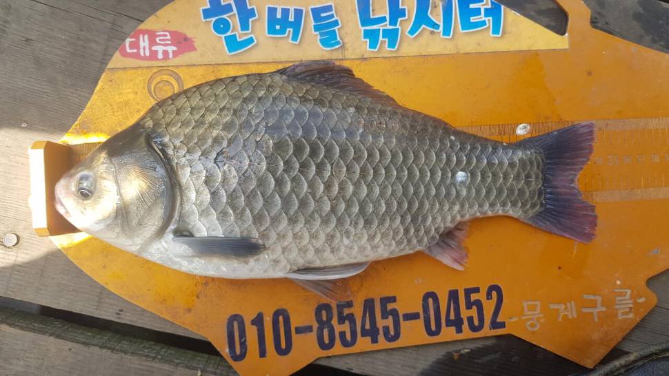 한버들 조황입니다 (조황조행기 - 충주호조황속보)