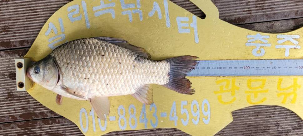실리곡낚시터 허리급 조황입니다 (조황조행기 - 충주호조황속보)