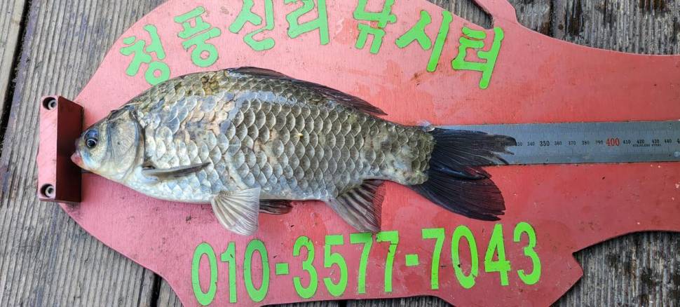 청풍신리낚시터 조황입니다 (조황조행기 - 충주호조황속보)