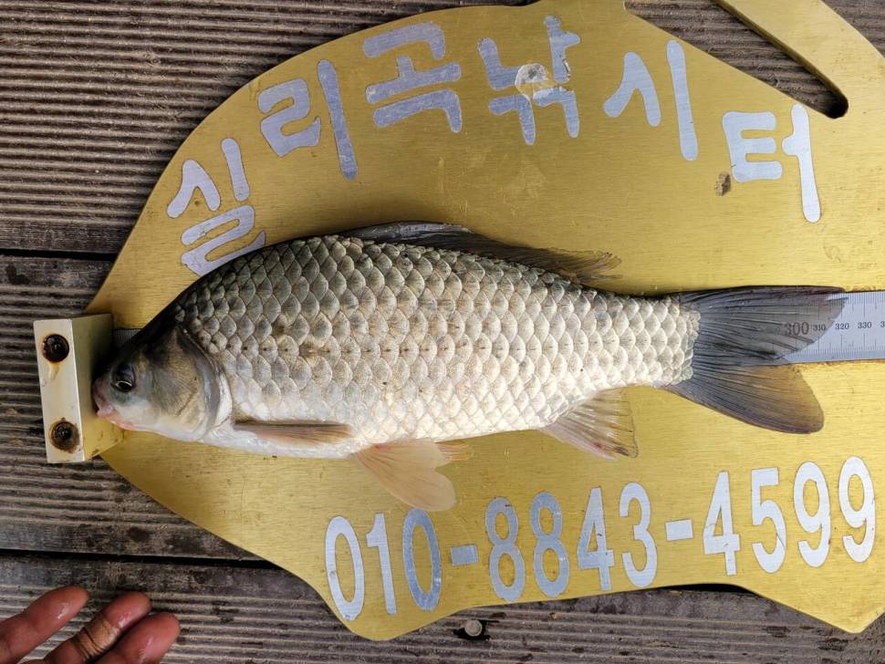 실리곡낚시터 4짜외 허리급입니다 (조황조행기 - 충주호조황속보)