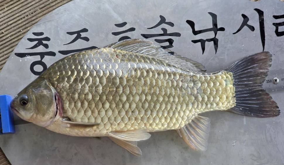 솔낚시터 사짜 조황소식입니다 (조황조행기 - 충주호조황속보)