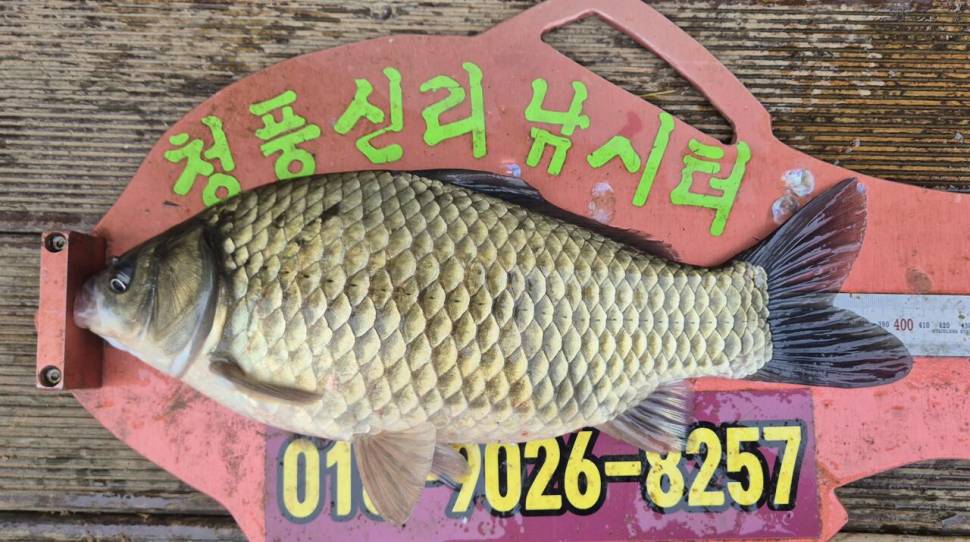 청풍신리낚시터 주말조황입니다 (조황조행기 - 충주호조황속보)