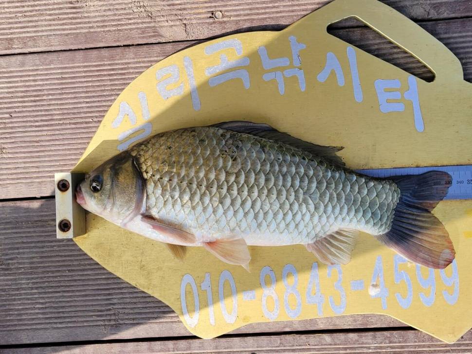 실리곡낚시터 허리급 조황입니다 (조황조행기 - 충주호조황속보)