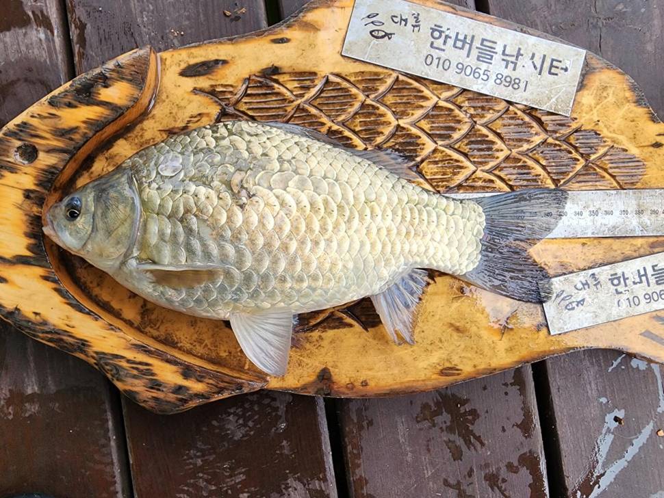 청풍 한버들 허릿급 조황입니다 (조황조행기 - 충주호조황속보)